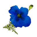 不思議な花