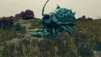 beetlecrab-319.webp