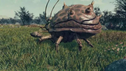 beetlecrab-340.webp