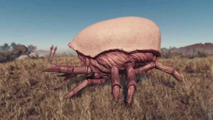 blistercrab-307a.webp