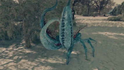 coralcrawler-324.webp