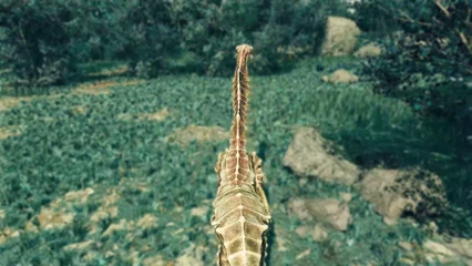 seahorse-319.webp