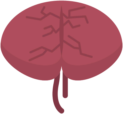 Brain