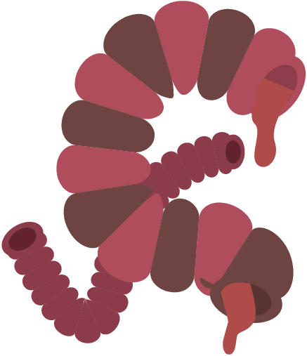 Intestines