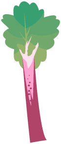 Rhubarb