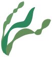 Seaweed