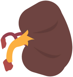 Kidney