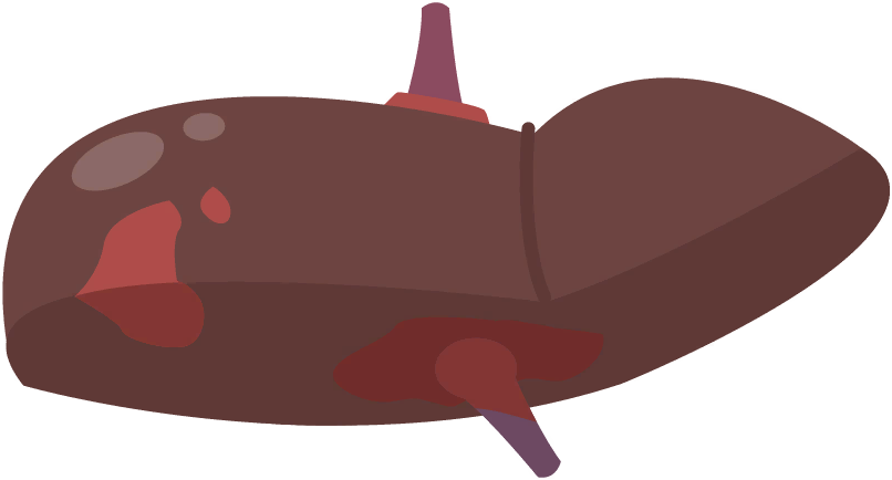 Liver