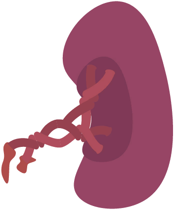 Spleen